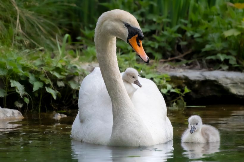 An adult swan with two young chicks on the banks of a body of water.