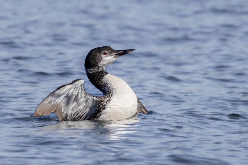 A loon swims on plain water with gentle waves.