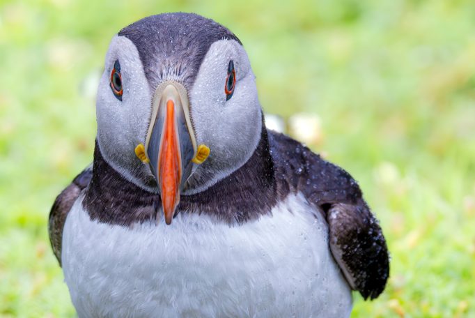 Papageientaucher mit buntem Schnabel vor grünem Hintergrund.