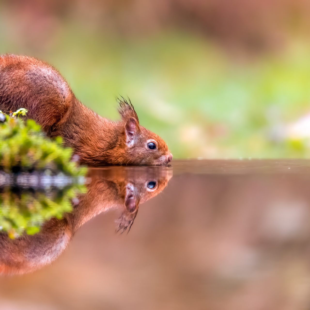 Squirrel drinks at the water edge, reflection visible in water.