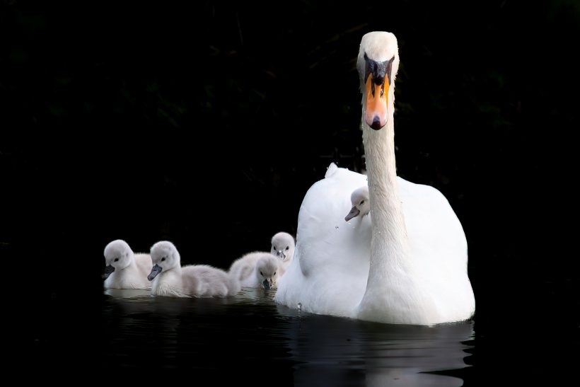 Eine weißer Schwan mit vier grauen Küken schwimmt auf ruhigem Wasser.