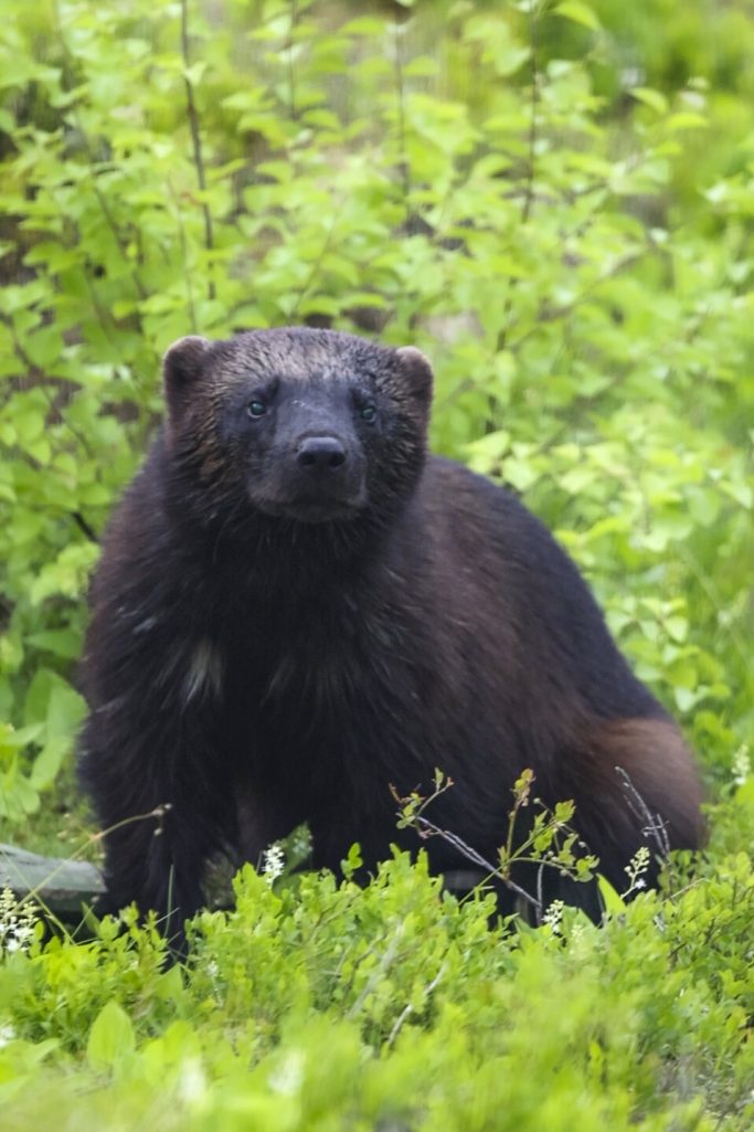 A wolverine sits in lush, green undergrowth.