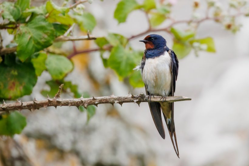 A Barn Swallow sitting on a branch against a blurred background.