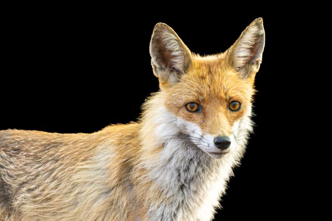 Fuchs mit orangefarbenen Augen und braunem Fell auf schwarzem Hintergrund.