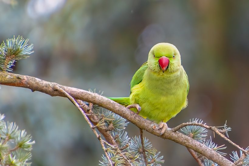 A ring-necked parakeet sits on a branch and looks directly into the camera.