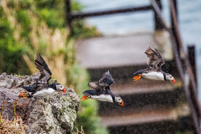 Three parrot divers fly over a rocky cliff near the coast.