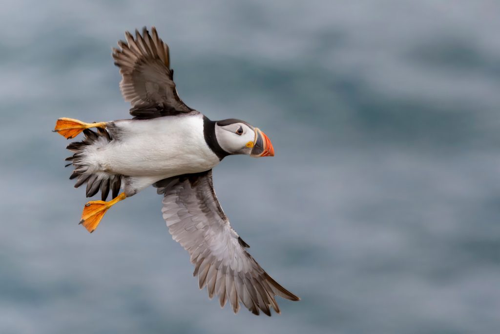 Papageitaucher fliegt über das Wasser mit leuchtend orangefarbenem Schnabel.