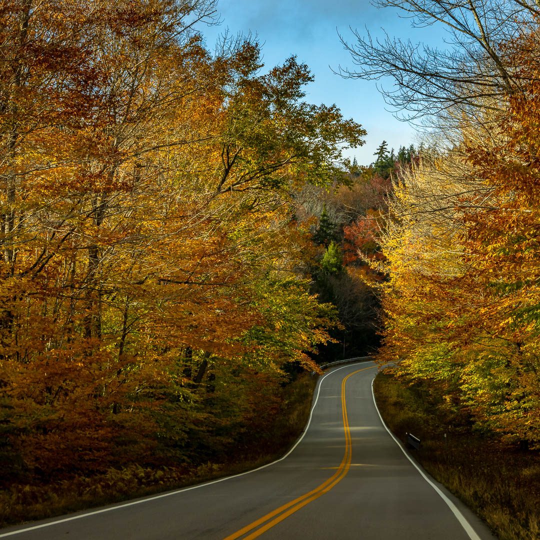 Winding road surrounded by autumnal deciduous trees in warm colors.