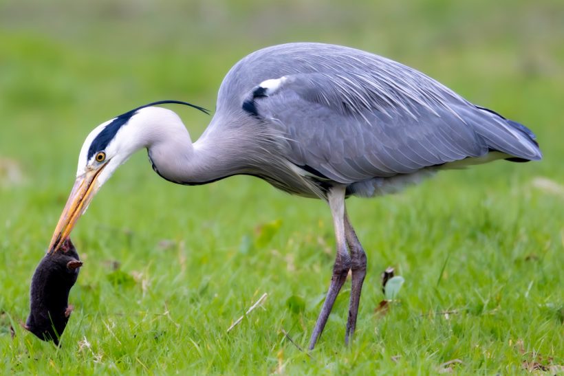 Ein Graureiher fängt ein Maulwurf auf einer grünen Wiese.