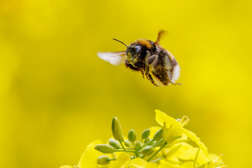 A bumblebee floats in nature in front of yellow flowers.