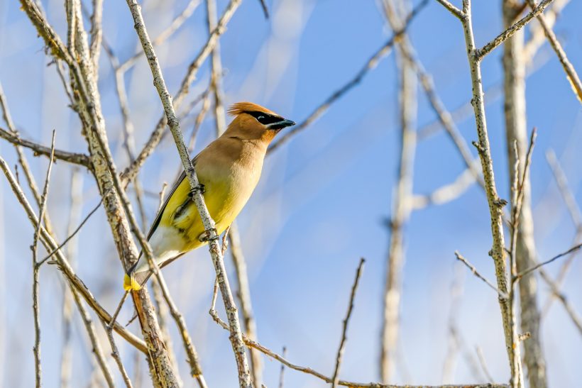 A cedar waxwing with brown plumage sits on a thin branch.