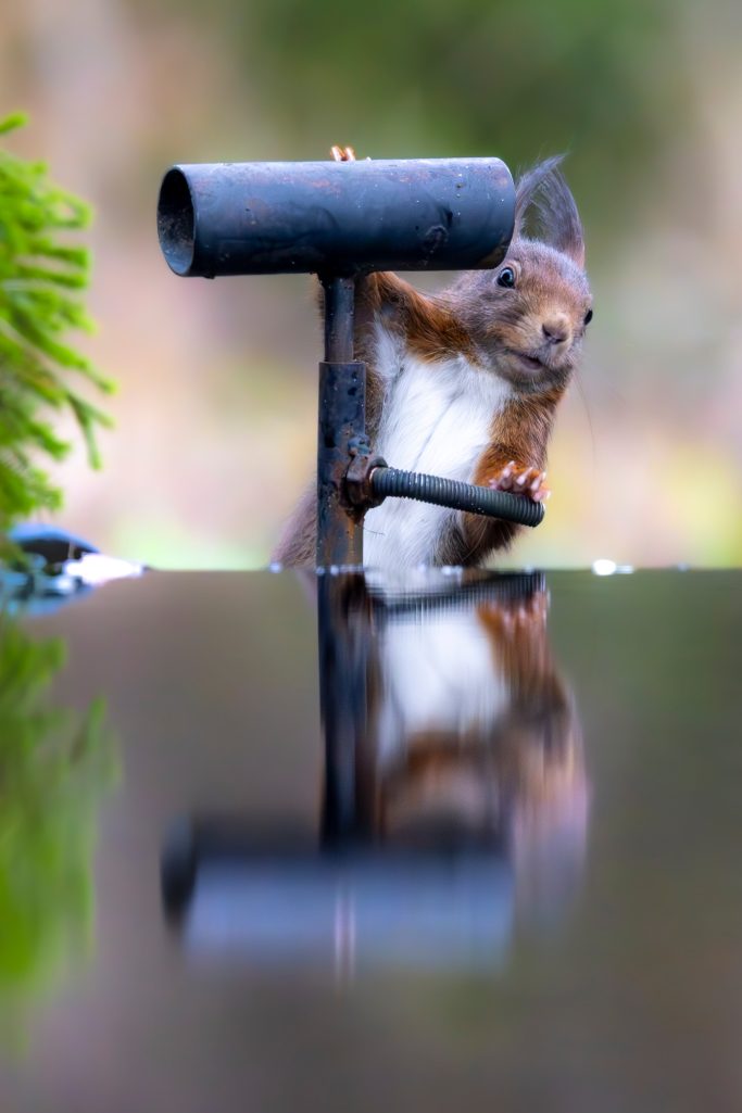 Eichhörnchen, das an einem schwarzen Rohr schnuppert, mit reflektierender Oberfläche.