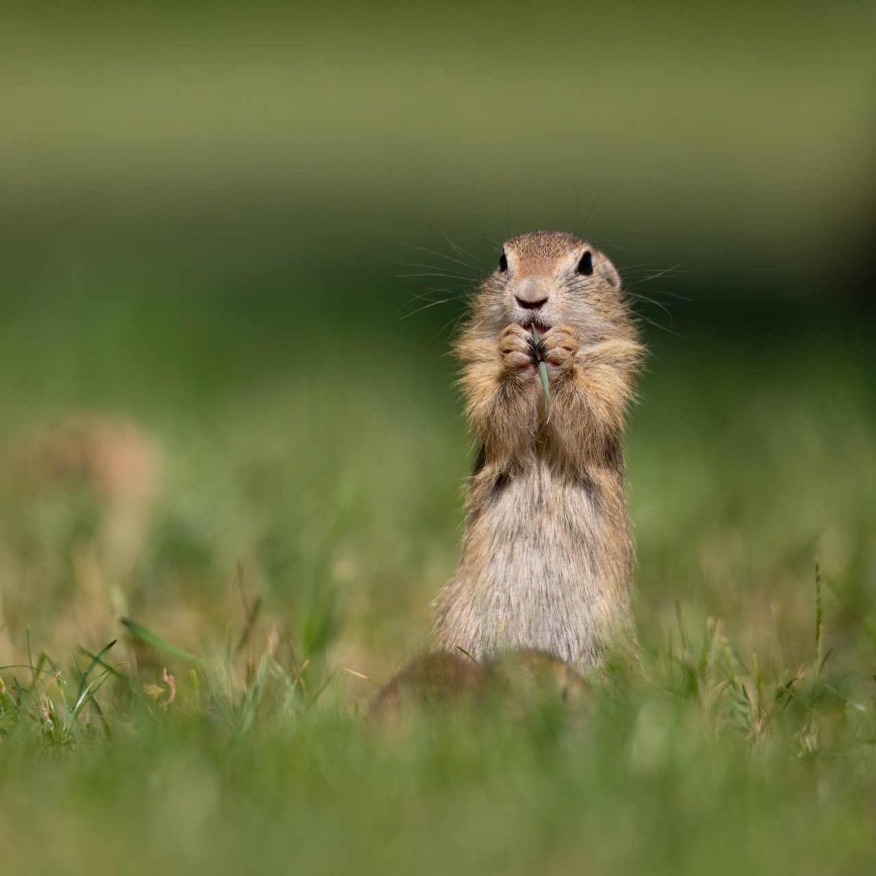 Ein Ziesel steht aufrecht im Gras und hält etwas zwischen ihren Vorderpfoten.