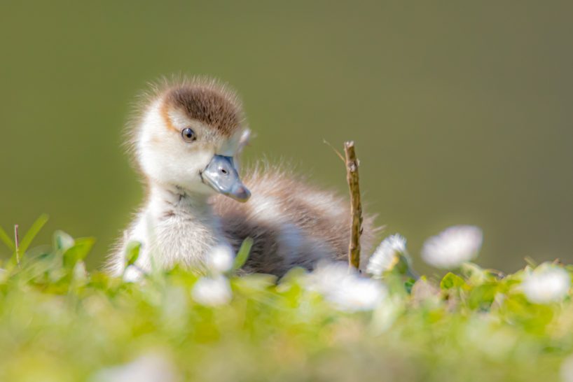 A fluffy chick with brown plumage sits on green grass between flowers.