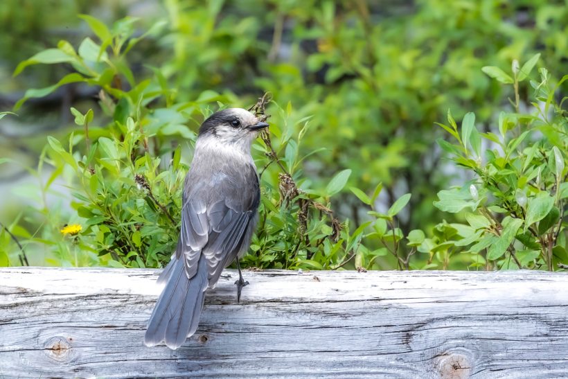 A grey jay is sitting on a fence surrounded by green bushes.