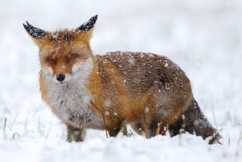 Ein roter Fuchs steht im Schnee, umgeben von fallenden Schneeflocken.