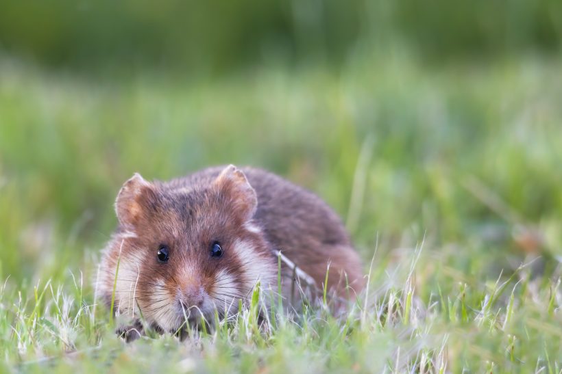 A hamster sits in the grass and looks curiously.