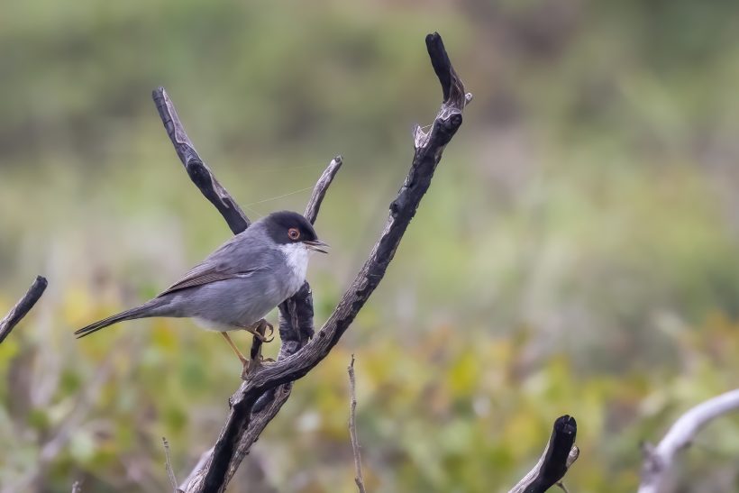 A sardinian warbler sits on a branch, surrounded by green landscape.