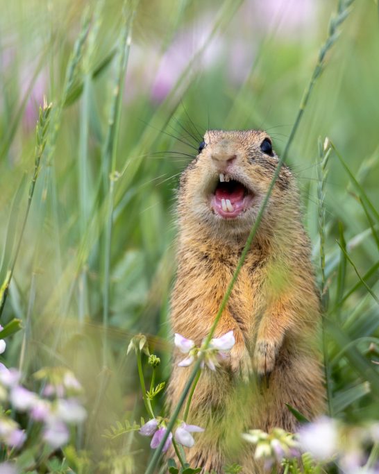 A ground squirrel stands in the midst of green grasses and flowering plants.