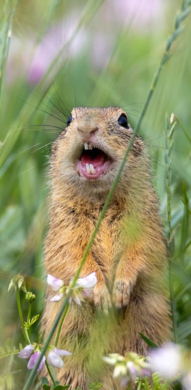 A small Ground Squirrel stands between grasses and flowers and opens the mouth.