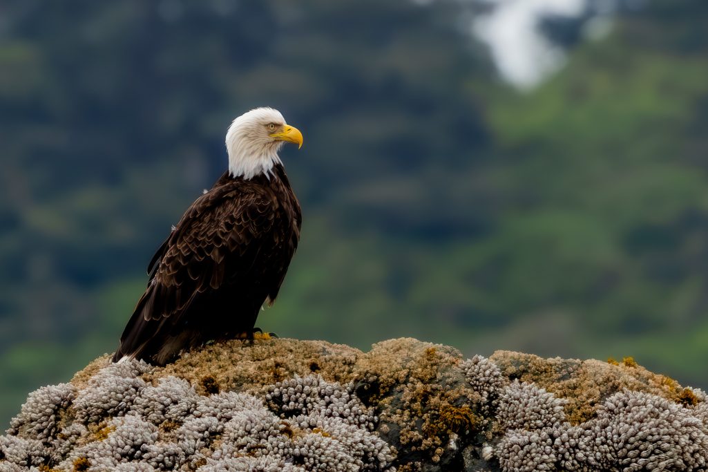 Weißkopfseeadler sitzt auf einem Felsen vor verschwommenem, grünem Hintergrund.