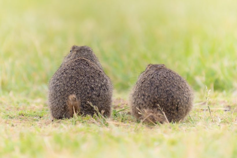 Two ground squirrels stand next to each other on a green meadow.