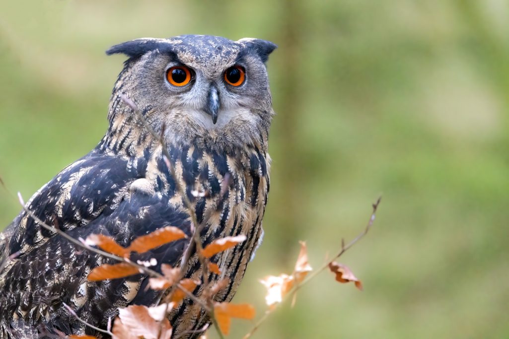 An eagle owl with bright orange eyes sits between branches in the forest.