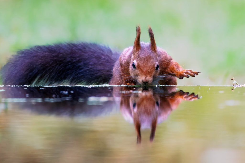 Eichhörnchen trinkt Wasser und spiegelt sich im ruhigen Gewässer.