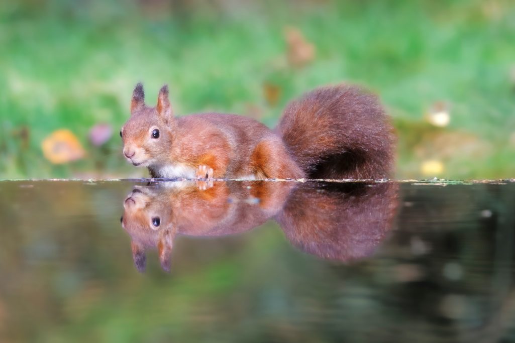 Eichhörnchen sitzt am Ufer und sieht sein Spiegelbild im Wasser.