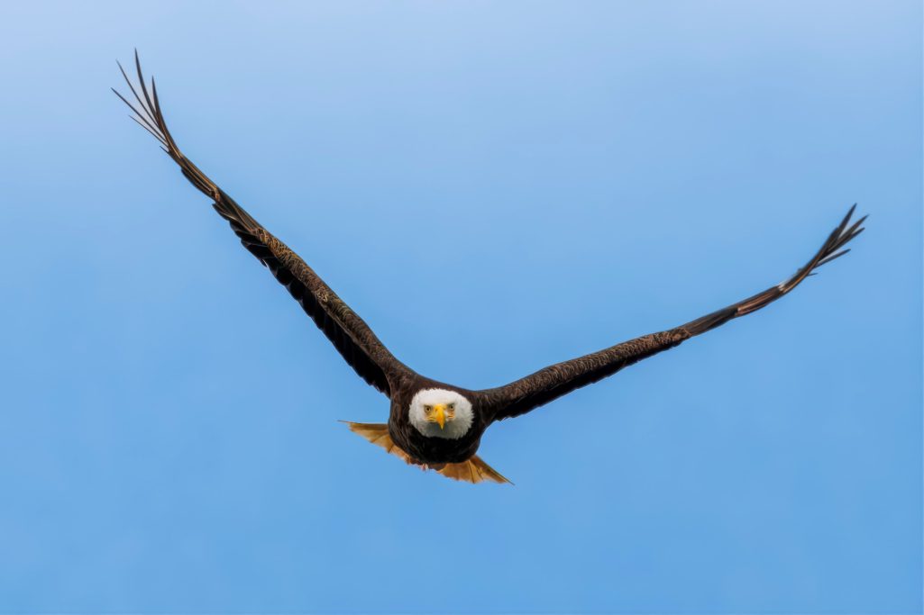 Ein Weißkopfseeadler fliegt majestätisch vor einem klaren blauen Himmel.