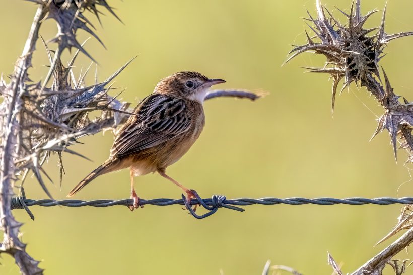 A  Zitting Cisticola sits on a wire surrounded by prickly plants.