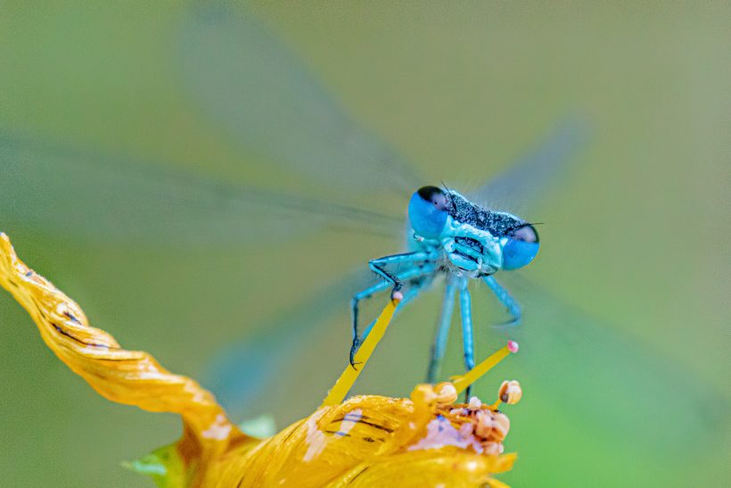 Blue dragonfly sits on a yellow flower, blurry background.