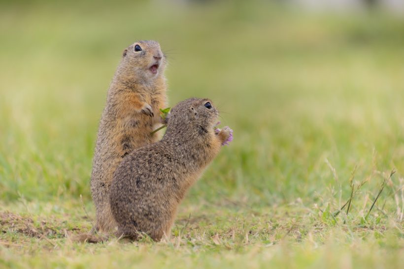 Two ground squirrels stand upright and look attentively into the surroundings.