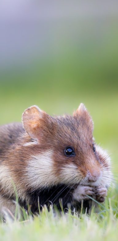 A close view of a hamster sitting on the floor and eating something.