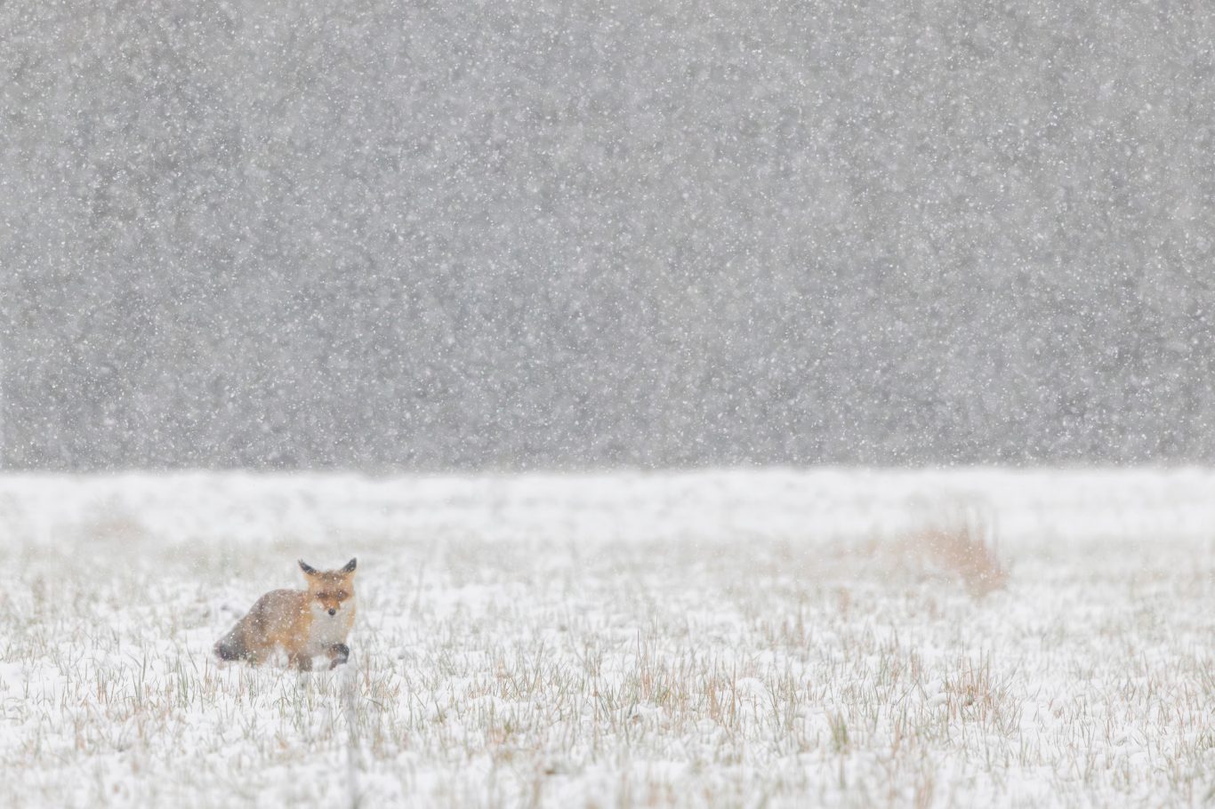 Fuchs sitzt im Schnee während eines Schneesturms auf einem feldartigen Hintergrund.