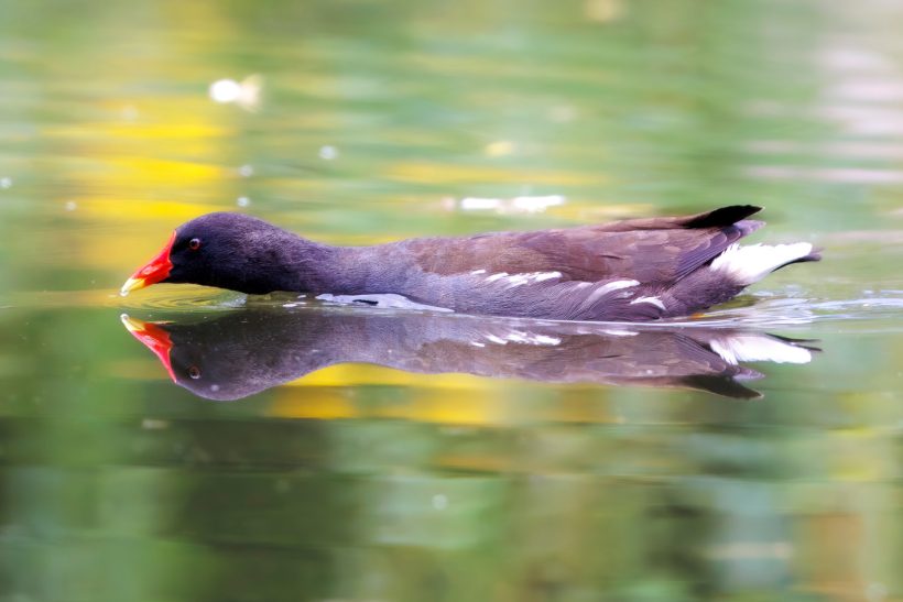 Moorhen swims on calm water with red beak.