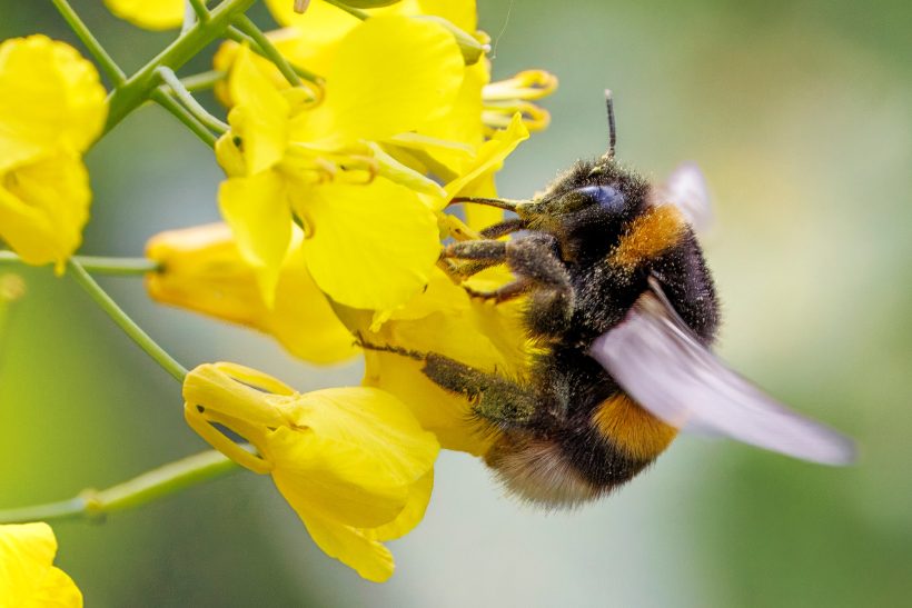 A bumblebee sits on a bright yellow flower.