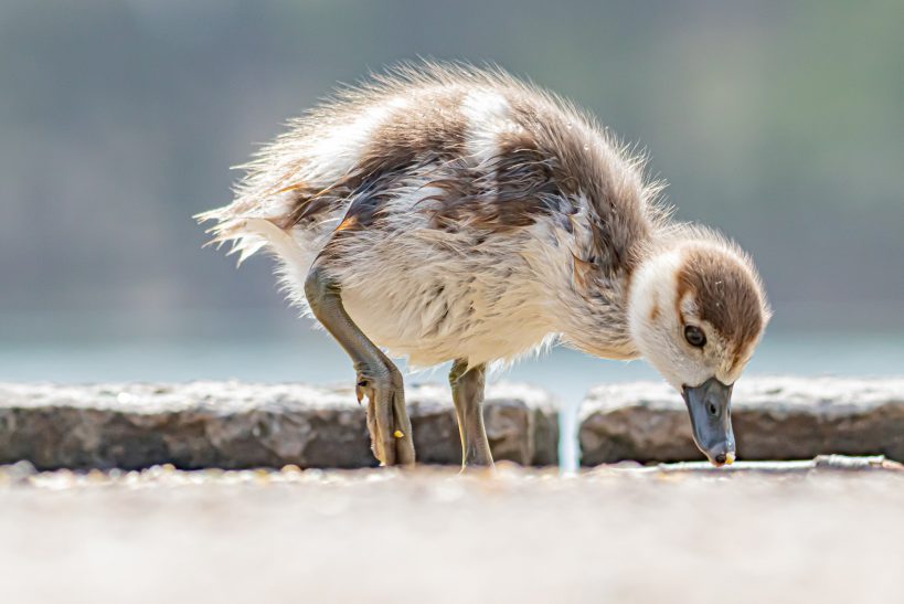 Küken mit weichem Gefieder, das am Ufer nach Nahrung sucht.