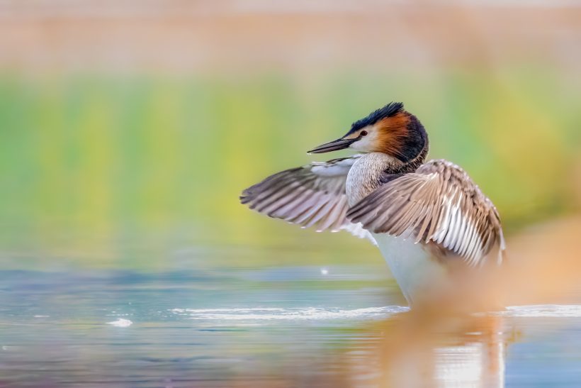 A crested grebe with spreading wings in the water, surrounded by plants.