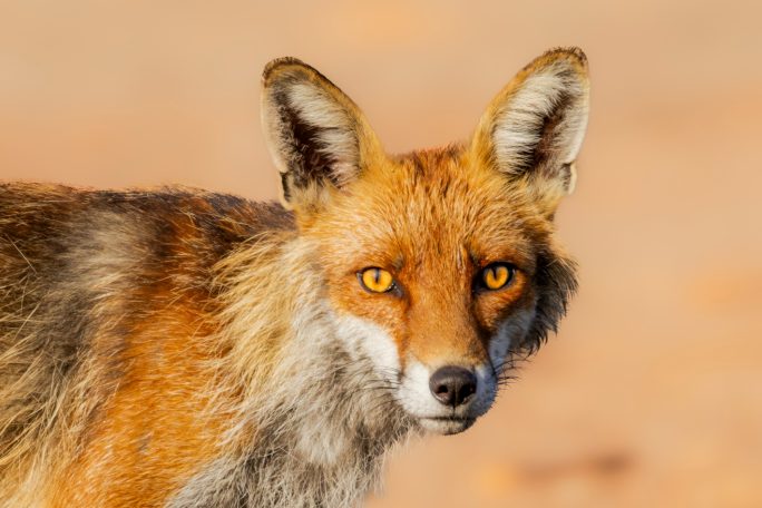 Red fox with bright, orange eyes against a blurred background.