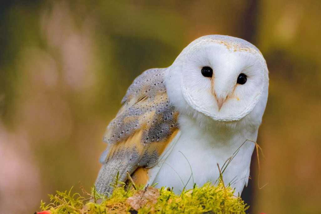 A barn owl with grey and white feathers sits on moss-covered ground.