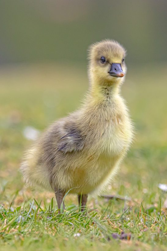 Eine junge Gans steht auf grünem Gras und blickt neugierig in die Umgebung.