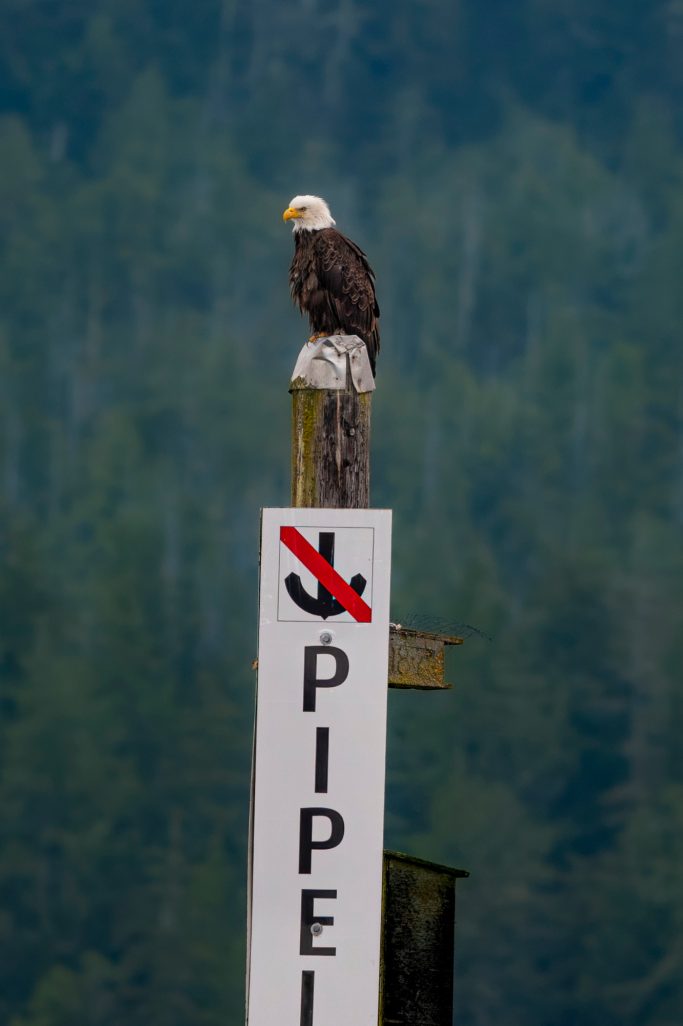 A bald eagle sits on a post with a banal shield.