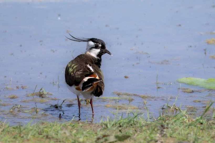 A lapwing stands on the shore of a body of water, with a striking feathered head and colourful plumage.