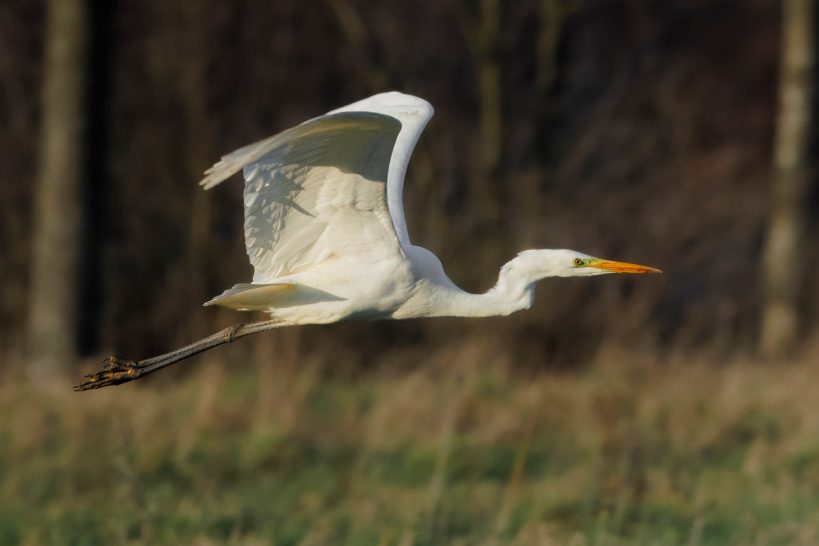 A great white egret flies over a green meadow, with outstretched flights and orange beak.