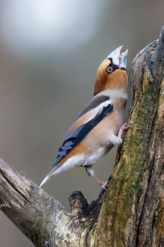 Hawfinch with orange-brown head sitting on a tree trunk and singing.