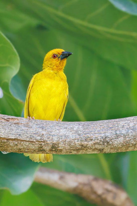 A gold weaver sits on a branch in front of green leaves.