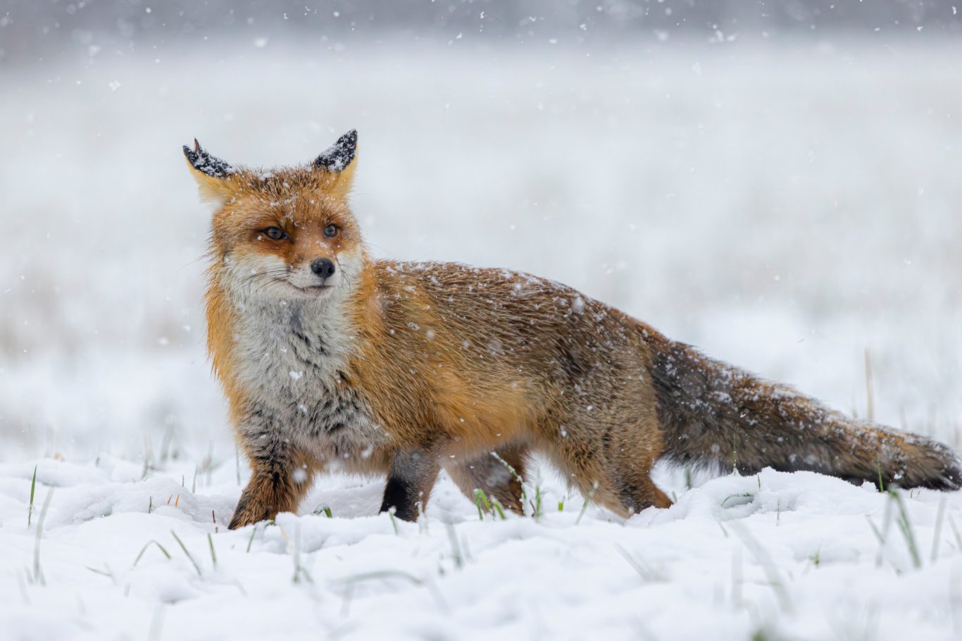 Fox in the snow, orange-brown fur, snow falls around.