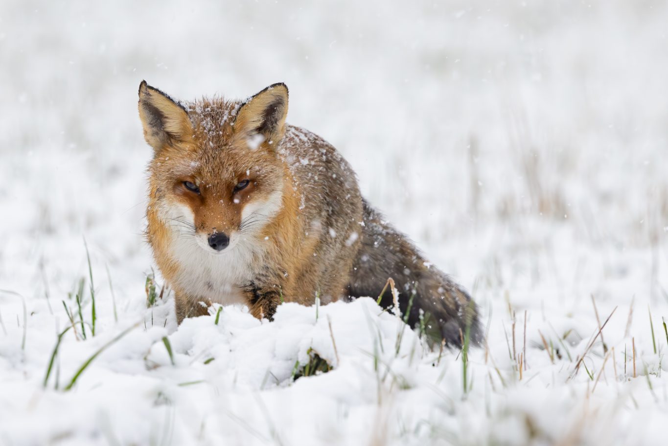 Ein Fuchs sitzt im Schnee, umgeben von schneebedecktem Gras.