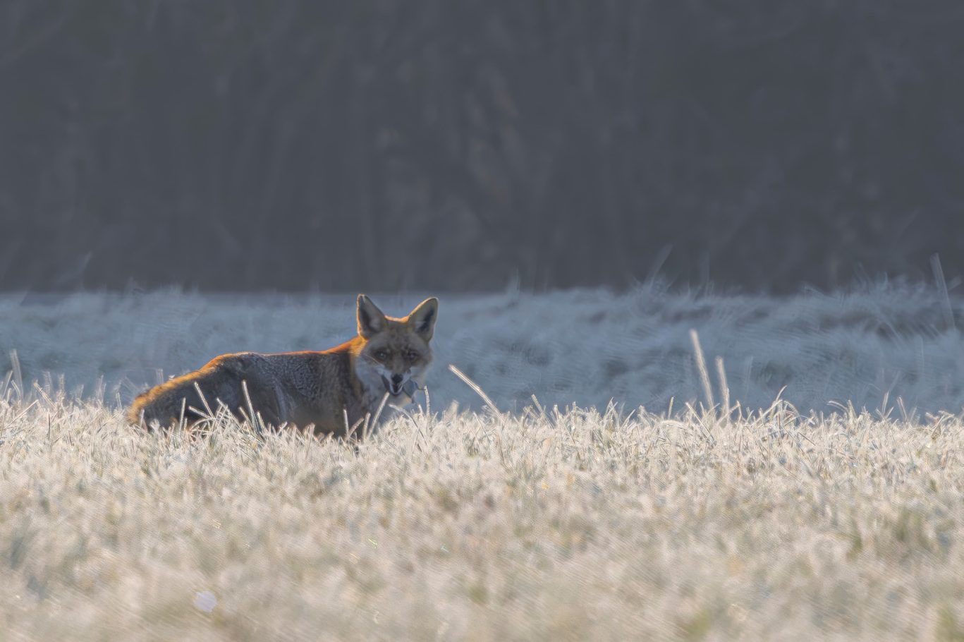 A fox runs through a meadow covered with frost.